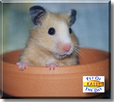 Kalli, the Pet of the Day