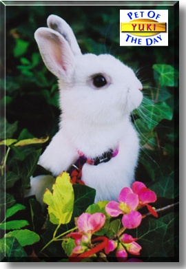 Yuki, the Pet of the Day