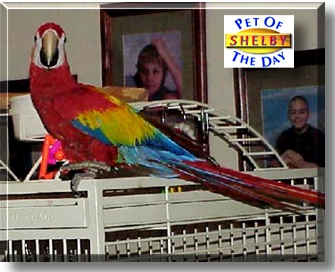 Shelby, the Pet of the Day