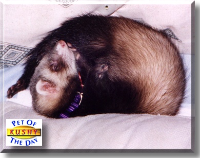 Kushy, the Pet of the Day