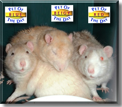 Blue, Beigy and Red, the Pets of the Day
