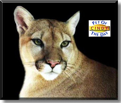 Cindy, the Pet of the Day