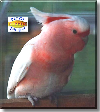 Pippin, the Pet of the Day