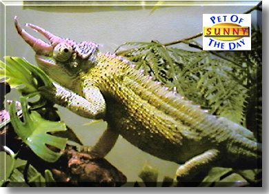 Sunny, the Pet of the Day