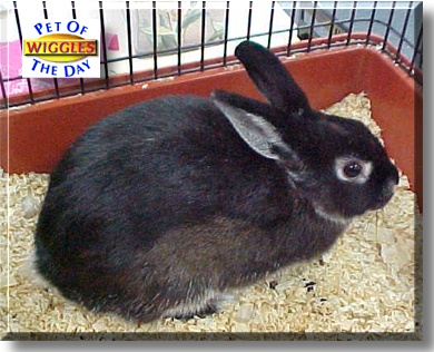 Wiggles, the Pet of the Day