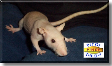Pinky, the Pet of the Day