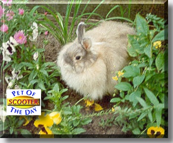 Scooter, the Pet of the Day