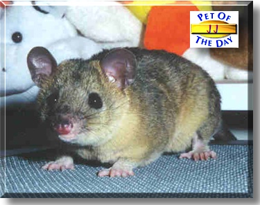 JJ, the Pet of the Day