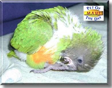 Maui, the Pet of the Day