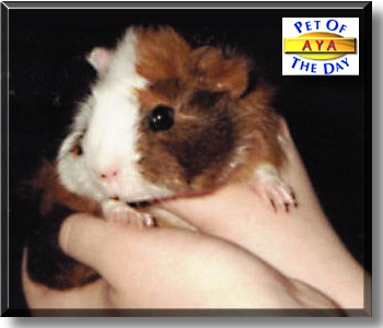 Aya, the Pet of the Day