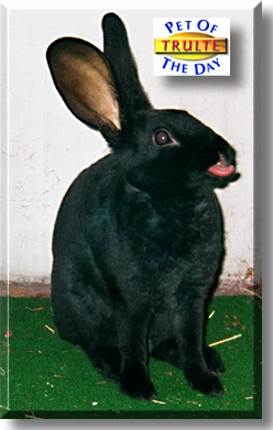 Trulte, the Pet of the Day