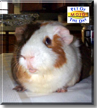 Mojo, the Pet of the Day