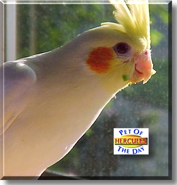 Hercules, the Pet of the Day