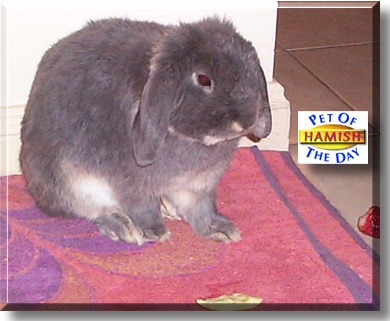Hamish, the Pet of the Day