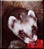 Bandit