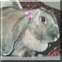 Dumbo