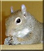 Peanut