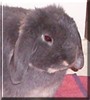 Hamish