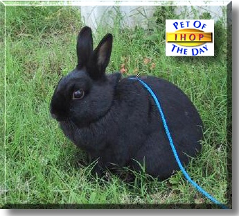 Ihop, the Pet of the Day