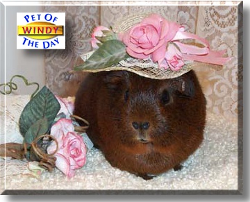Windy, the Pet of the Day