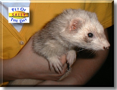 Sally, the Pet of the Day