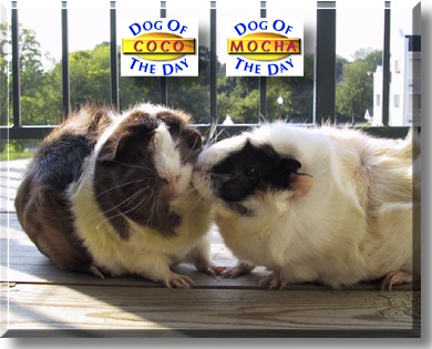 Mocha and Coco, the Pet of the Day