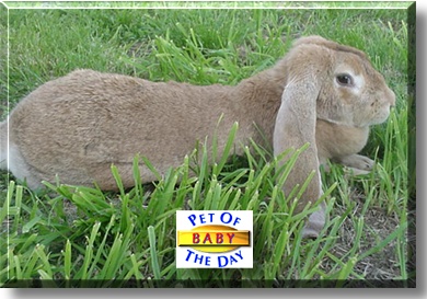 Baby, the Pet of the Day