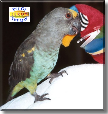 Leroy, the Pet of the Day
