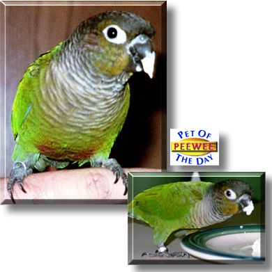 Peewee, the Pet of the Day
