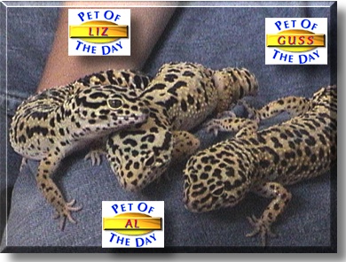 Liz, Al and Guss, the Pets of the Day