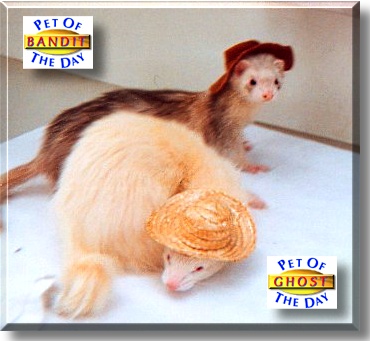 Bandit and Ghost, the Pet of the Day