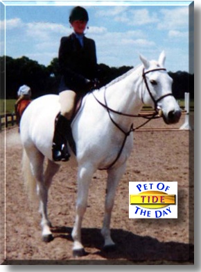 Silver Tide, the Pet of the Day