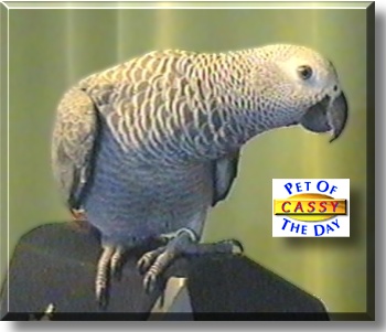 Cassy, the Pet of the Day