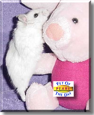Pearl, the Pet of the Day
