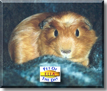 Ella Ahsheems, the Pet of the Day