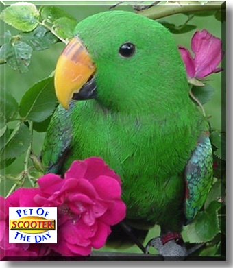 Scooter, the Pet of the Day