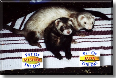 Jada, Mishka, the Pets of the Day