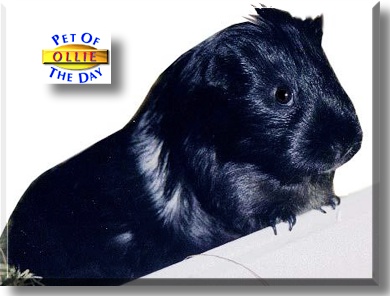Ollie, the Pet of the Day