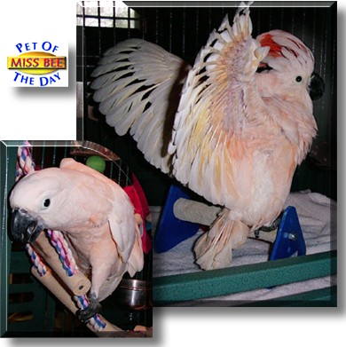 Miss Bee, the Pet of the Day