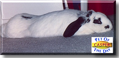 Casper, the Pet of the Day