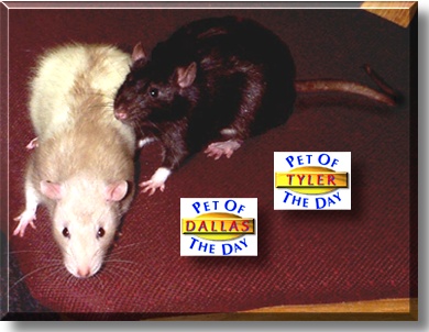 Dallas and Tyler, the Pets of the Day