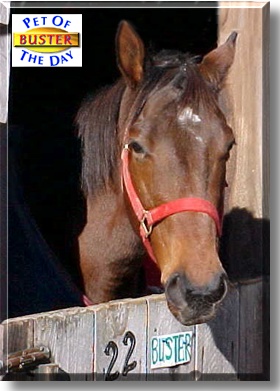 Buster, the Pet of the Day
