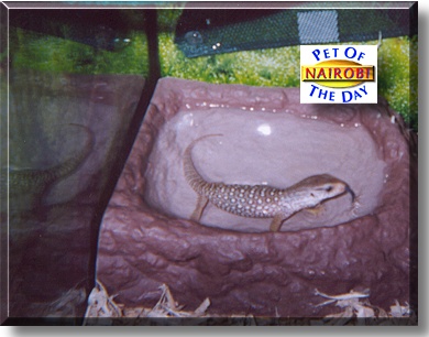 Nairobi, the Pet of the Day