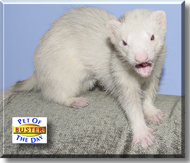 Buster, the Pet of the Day