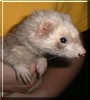 Sally