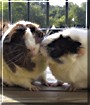Mocha, Coco