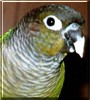 Peewee