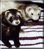 Jada, Mishka