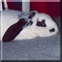 Casper