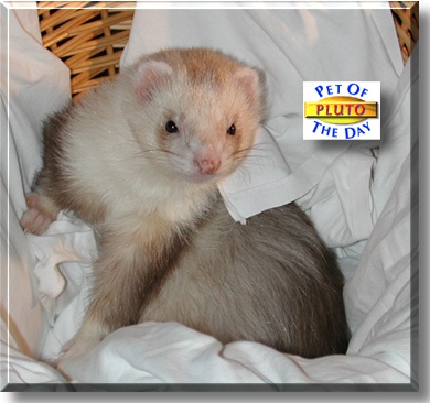 Pluto, the Pet of the Day